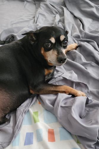 Lost Male Dog last seen Near ave and 193rd st, Queens, NY 11412