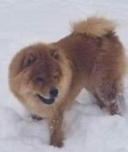 Lost Female Dog last seen Near branchwood rd statesville nc 28625, Statesville, NC 28625