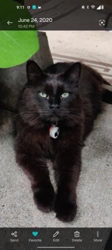 Lost Male Cat last seen 98th SE Clinton St Portland OR , Portland, OR 97216