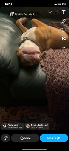 Lost Male Dog last seen Williams and clifton , Albuquerque, NM 87102