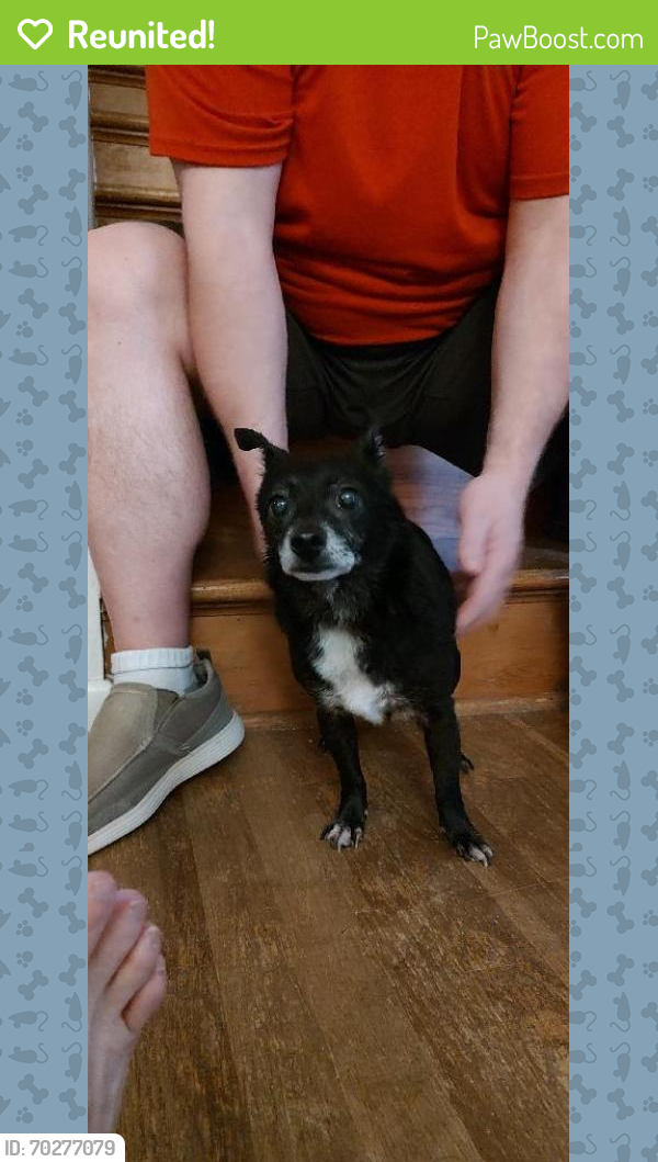Reunited Male Dog last seen Oxley Road and Owen St , Columbus, OH 43228