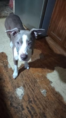 Lost Male Dog last seen Morgan County Georgia , Madison, GA 30650