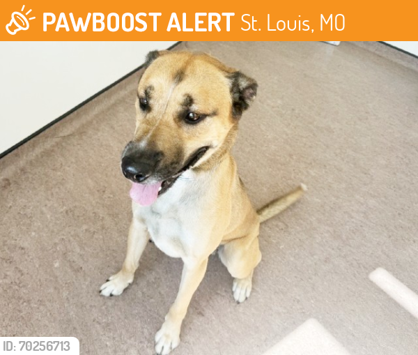 Shelter Stray Male Dog last seen GRAVOIS AND MACKENZIE ST, St. Louis, MO 63144