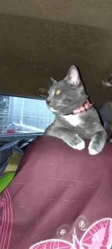 Lost Male Cat last seen Near and 11 street, St. Petersburg, FL 33703