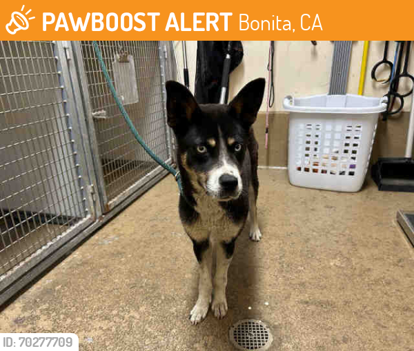 Shelter Stray Female Dog last seen TECATE PORT, Bonita, CA 91902