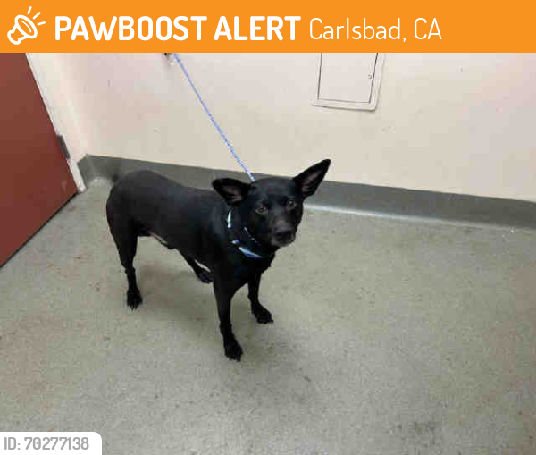 Shelter Stray Male Dog last seen Near BLOCK ANGEL PLACE, Carlsbad, CA 92011