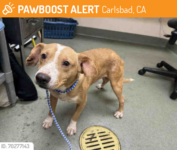 Shelter Stray Male Dog last seen Near BLOCK ANGEL PLACE, Carlsbad, CA 92011
