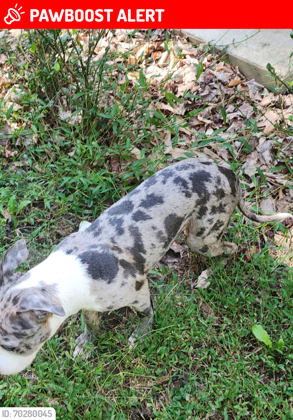 Lost Male Dog last seen Bonhill, Fort Washington, MD 20744