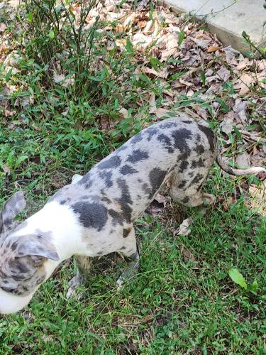 Lost Male Dog last seen Bonhill, Fort Washington, MD 20744