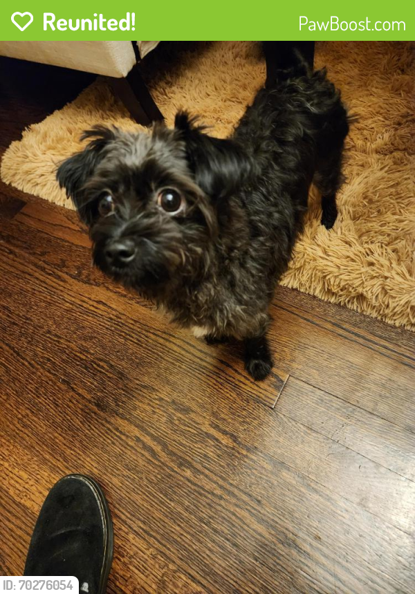 Reunited Female Dog last seen 71st and Harlem Ave, Stickney, IL 60402