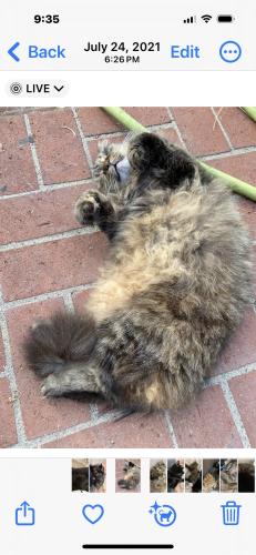 Lost Female Cat last seen Elm and Ardmore, Manhattan Beach, CA 90266