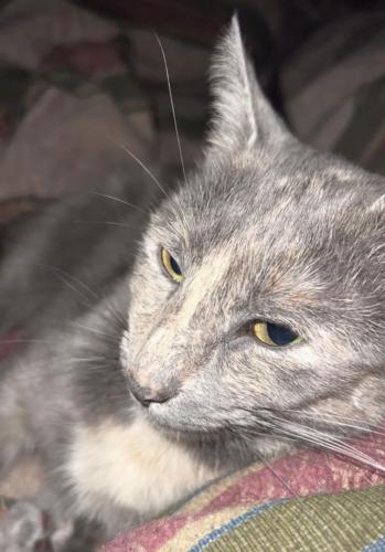 Lost Female Cat last seen Near the train tracks by southern webbing mill rd, Greensboro, NC 27405