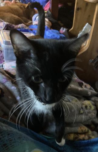 Lost Male Cat last seen Highway 76 and South Grade, Pauma Valley, CA 92061
