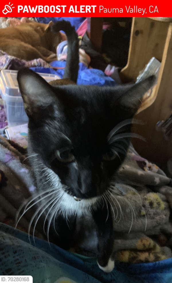 Lost Male Cat last seen Highway 76 and South Grade, Pauma Valley, CA 92061