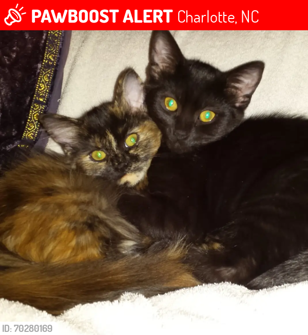 Lost Male Cat last seen Davidson and 10th Street Charlotte NC, Charlotte, NC 28205
