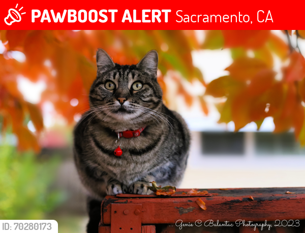 Lost Female Cat last seen La Riveria Drive , Sacramento, CA 95826