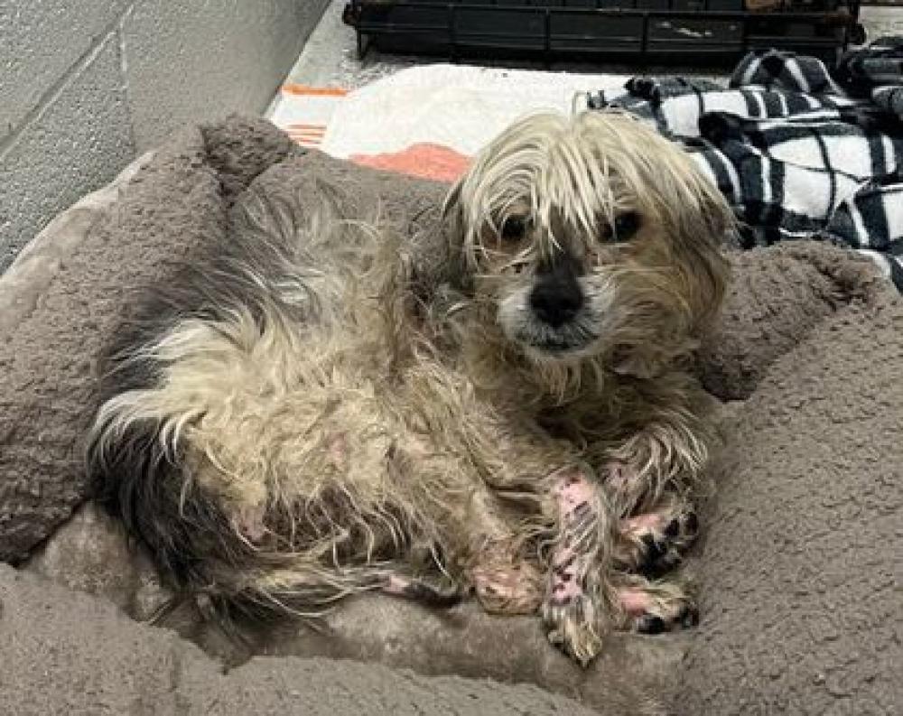 Shelter Stray Female Dog last seen Near Brunt St, 21217, MD, Baltimore, MD 21230
