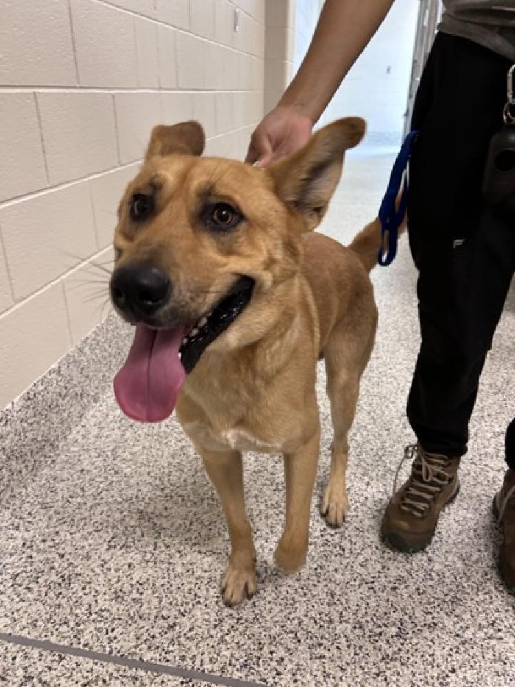 Shelter Stray Male Dog last seen Alexandria, Virgina 22306 7520 Richmond Highway, Fairfax County, VA, Fairfax, VA 22032
