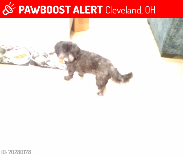 Lost Male Dog last seen 185th mohawk ave Euclid Ohio , Cleveland, OH 44110