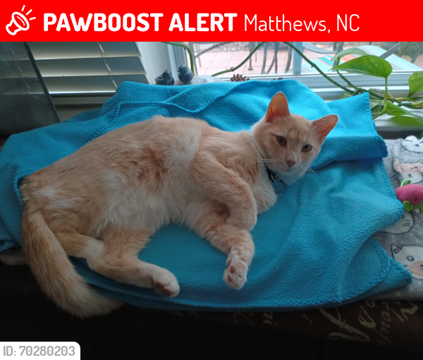 Lost Male Cat last seen Margaret Wallace , Matthews, NC 28105