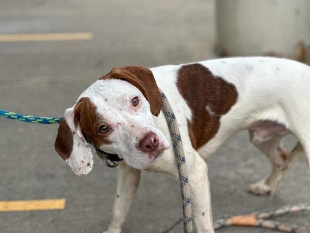 Shelter Stray Male Dog last seen Cornelia Street, BROOKLYN, NY, 11221, New York, NY 11208