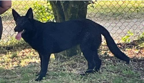 Lost Female Dog last seen Academy rd sugarloaf area, Hendersonville, NC 28792