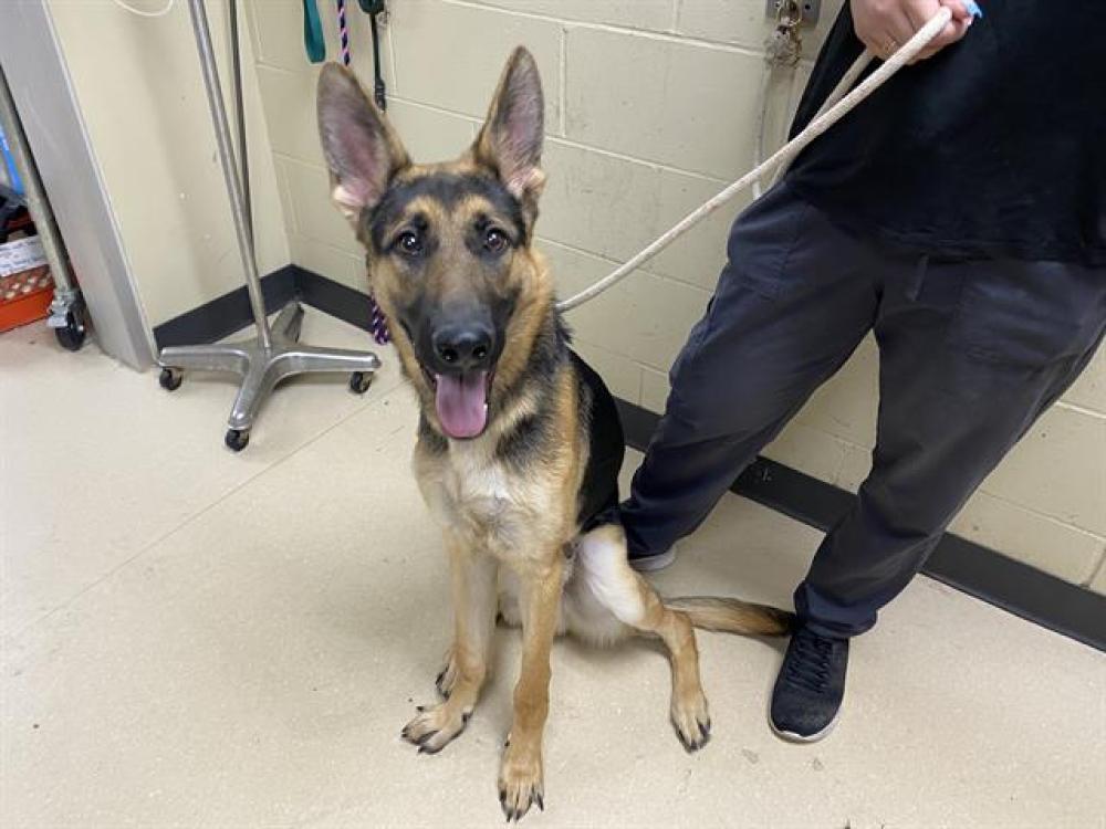 Shelter Stray Male Dog last seen Near BLOCK N SHERMAN BLVD, West Milwaukee, WI 53215