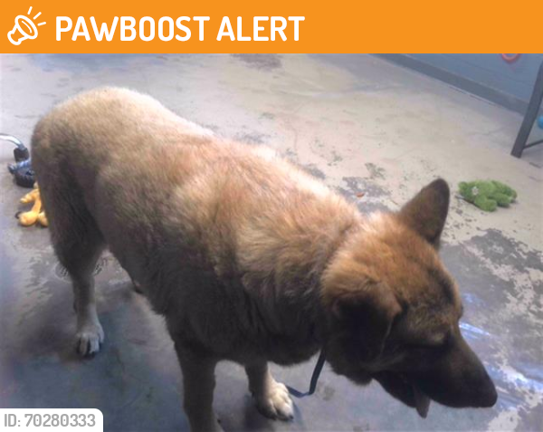 Shelter Stray Male Dog last seen BLOXHAM CUTOFF RD / DARBY POND, Tallahassee, FL 32311