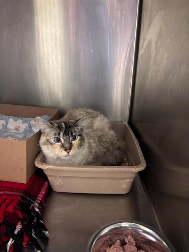 Shelter Stray Female Cat last seen Near BLOCK W LOTUS BLOSSOM DR, West Valley City, UT 84120