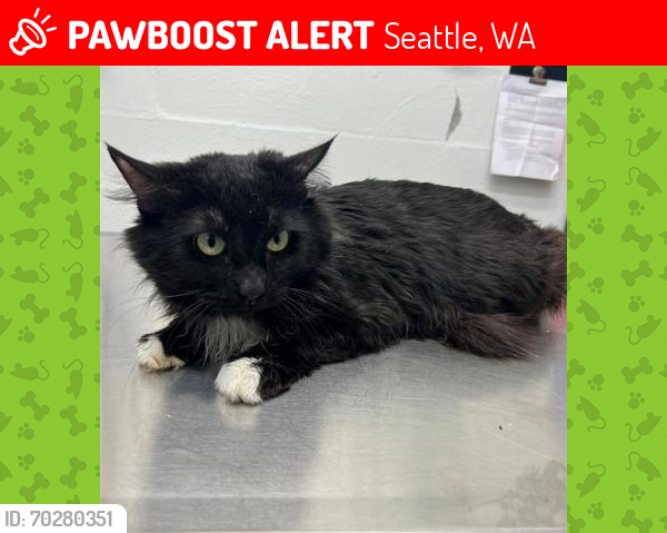 Lost Male Cat last seen S Kenyon St & 8th Ave S, Seattle, WA 98108