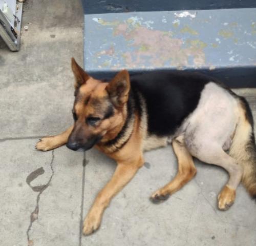 Lost Male Dog last seen South Gate Park, Los Angeles, CA 90001