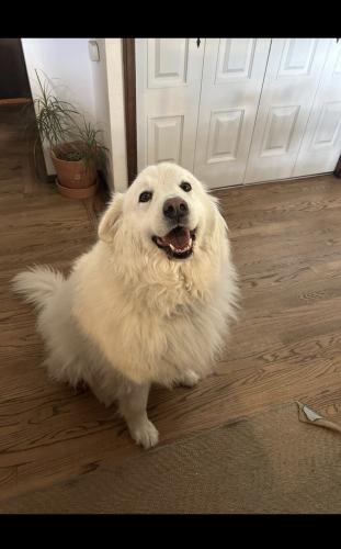 Lost Female Dog last seen Dartmouth and lowell, Denver, CO 80236