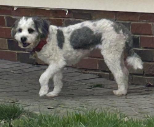 Lost Female Dog last seen Glynn and Lee Roads, Cleveland Heights, OH, Cleveland Heights, OH 44112