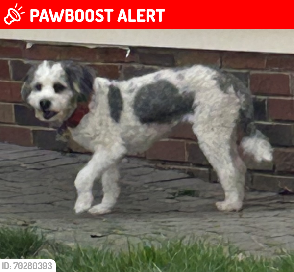 Lost Female Dog last seen Glynn and Lee Roads, Cleveland Heights, OH, Cleveland Heights, OH 44112