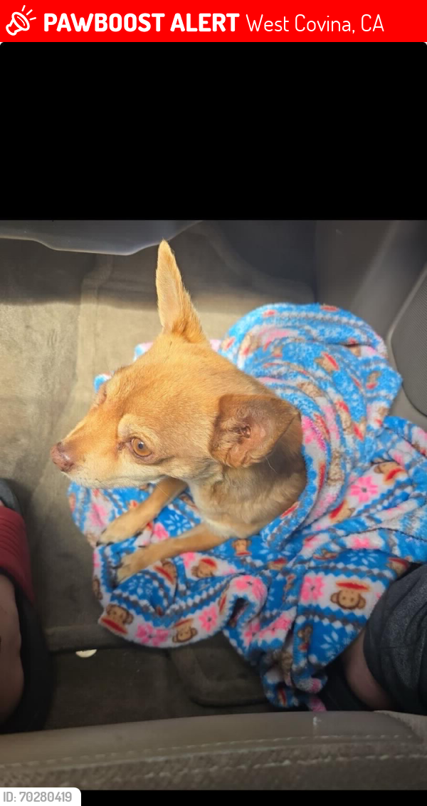Lost Male Dog last seen Palmview park, West Covina, CA 91790