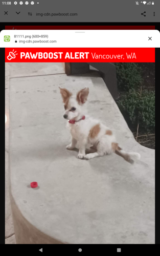 Lost Male Dog last seen 4th plain street , Vancouver, WA 98662