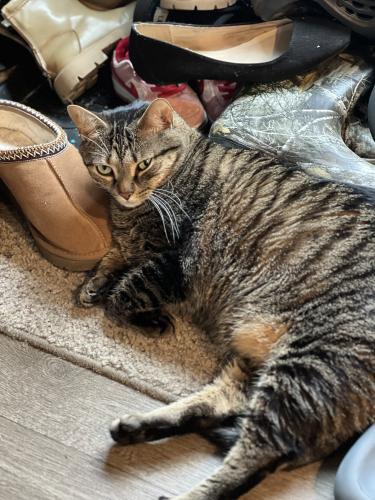 Lost Male Cat last seen Beech Grove Store, New Bern, NC 28562