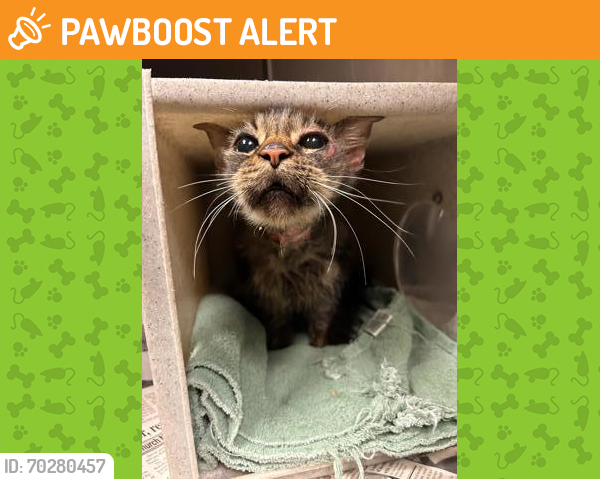 Shelter Stray Female Cat last seen Near EAGLES NEST , 29625, Anderson County, SC, Anderson, SC 29622