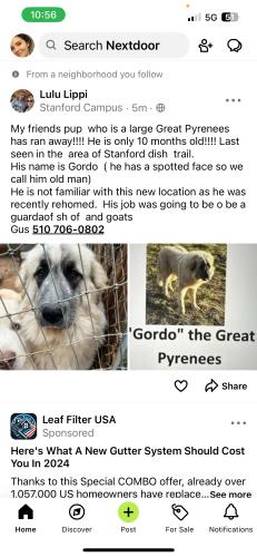 Lost Male Dog last seen Cedro Way, Stanford, CA 94305