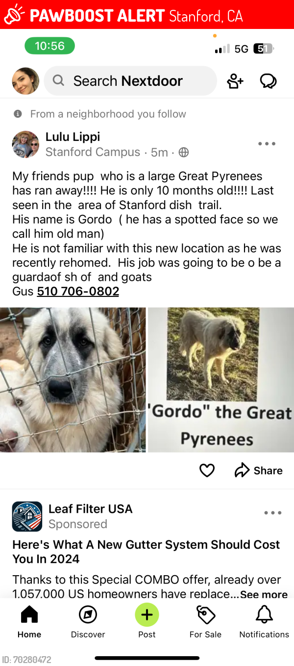 Lost Male Dog last seen Cedro Way, Stanford, CA 94305
