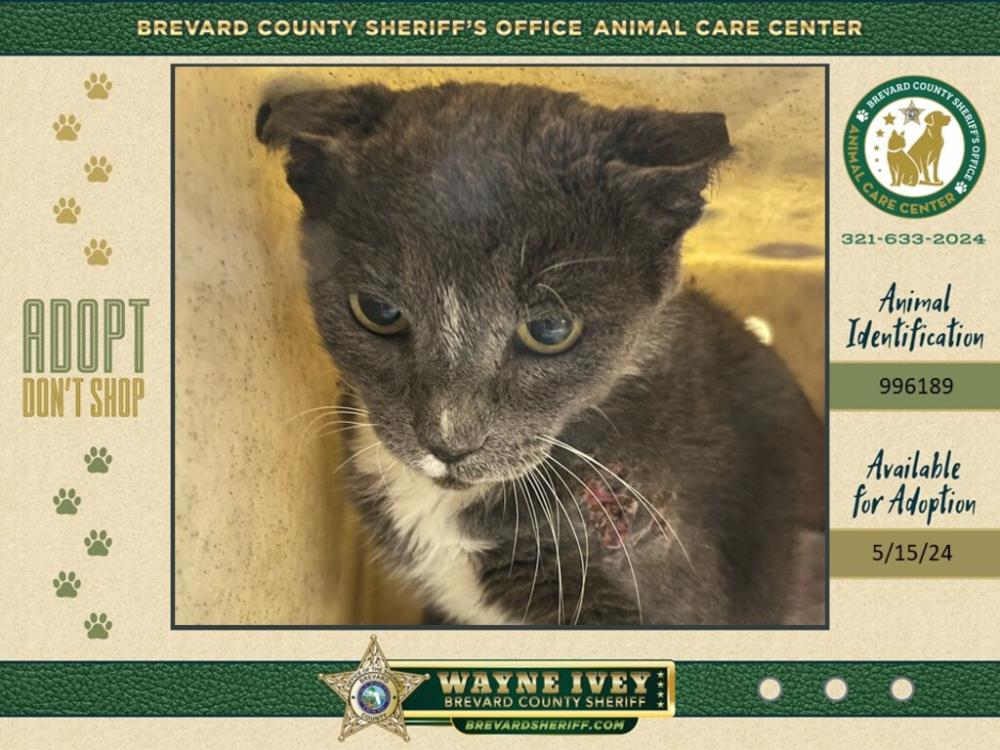 Shelter Stray Unknown Cat last seen Near Woods Lake Drive, COCOA, FL, 32926, Melbourne, FL 32934