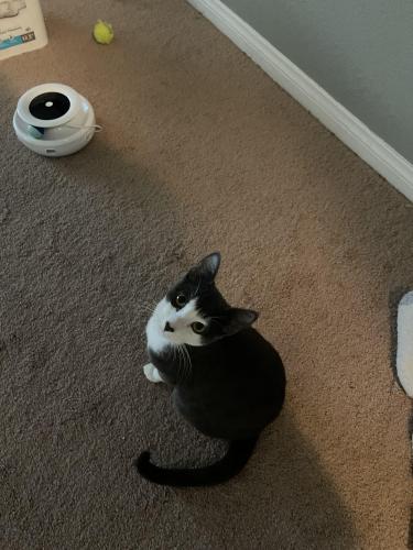 Lost Male Cat last seen Teal Harbor Ave and Wardlaw, Las Vegas, NV 89117