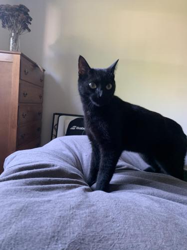 Lost Male Cat last seen Beverly cndmniums , Asheville, NC 28803