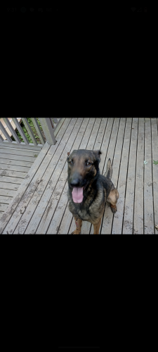 Lost Male Dog last seen Kanis/Barrow , Little Rock, AR 72204