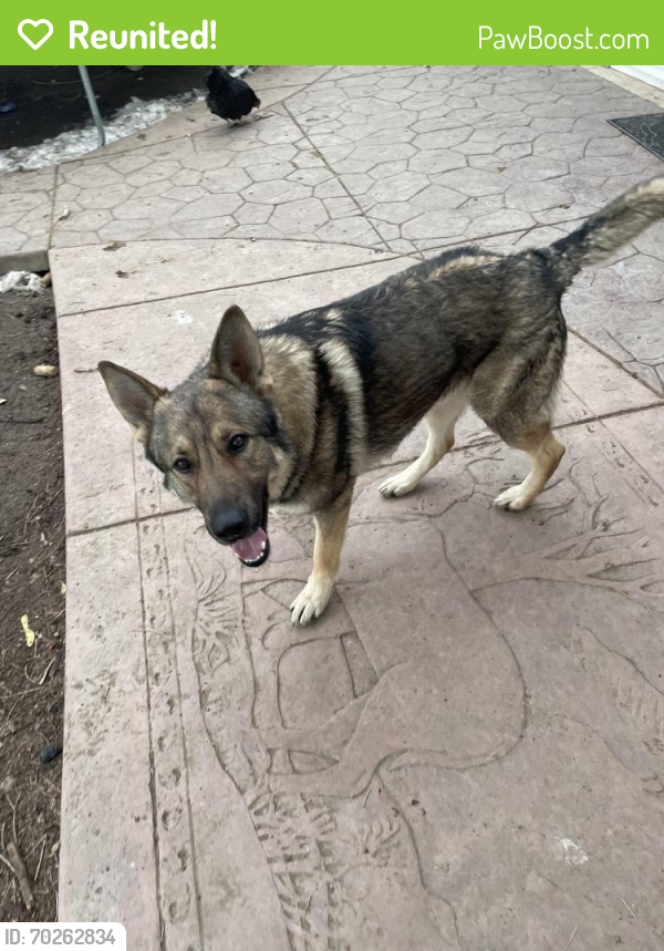Reunited Male Dog last seen Perry st and 6th ave, Denver, CO 80204