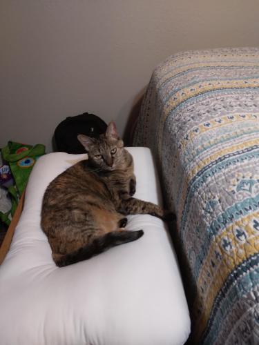 Lost Female Cat last seen 59th&PostRd.Okc, Oklahoma City, OK 73150