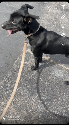 Lost Male Dog last seen Food Lion Dorchester road, North Charleston, SC 29418