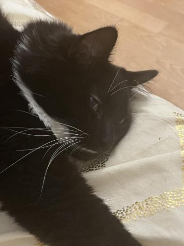 Lost Male Cat last seen 6th street and 7th street by stop light, Palisades Park, NJ 07650