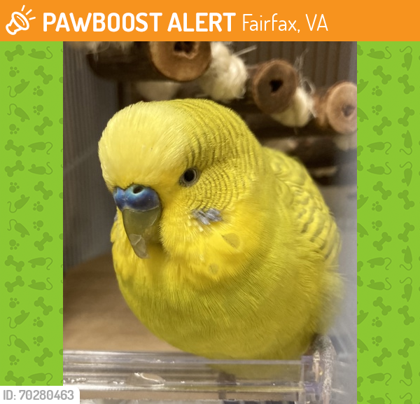 Shelter Stray Unknown Parakeet (budgie) last seen Fairfax City, VA, 22030, 1st & 2nd Street, Fairfax City, VA, Fairfax, VA 22032