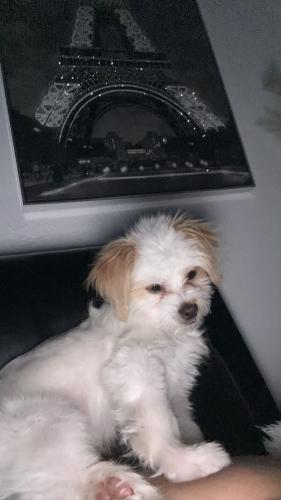 Lost Male Dog last seen Usa, Fort Worth, TX 76134